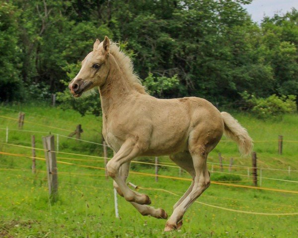 broodmare Veritas My Desert Princess (Welsh-Cob (Sek. D), 2024, from Glyncoch Desert Prince)