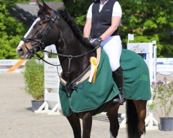 jumper Mick 18 (Holsteiner, 2017, from Million Dollar)