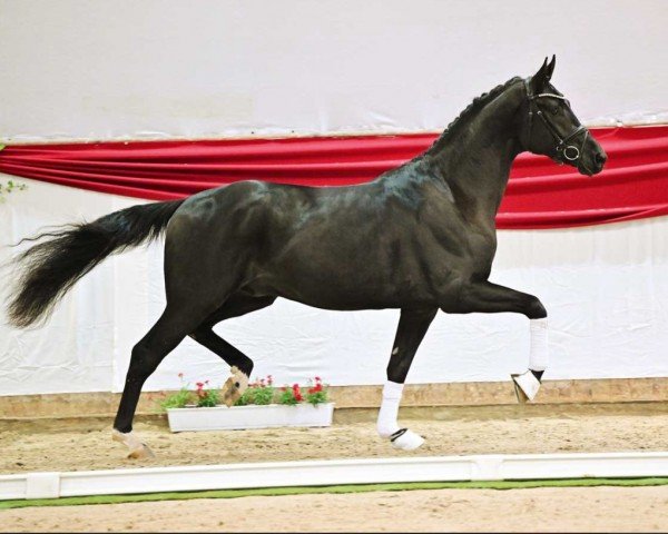 Pferd McLaren Junior (Deutsches Sportpferd, 2021, von Mclaren)