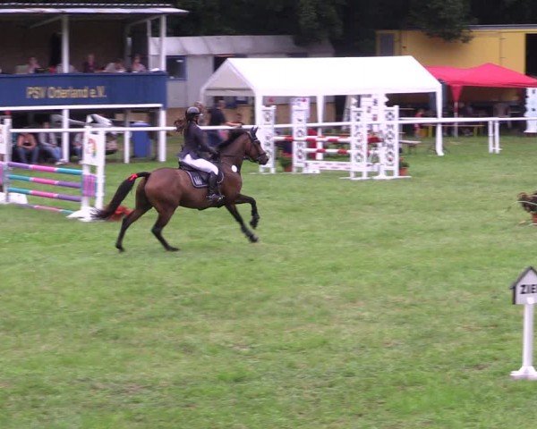 Reitturnier Gorgast 2024
