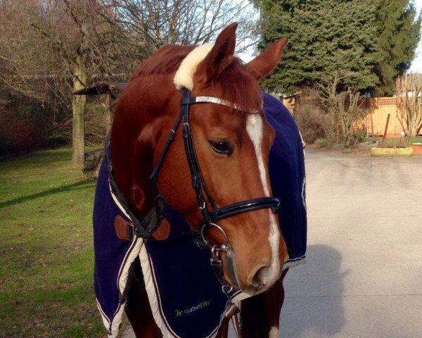horse Simply Red SN (Westphalian, 2010, from Stoiber SN)