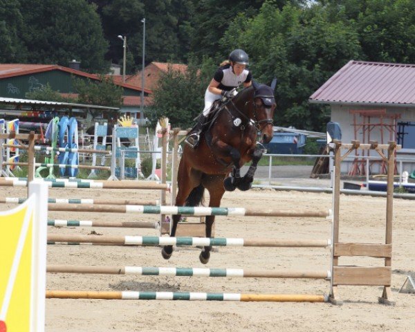 jumper Optima Prime (Hanoverian, 2018, from Ogano)
