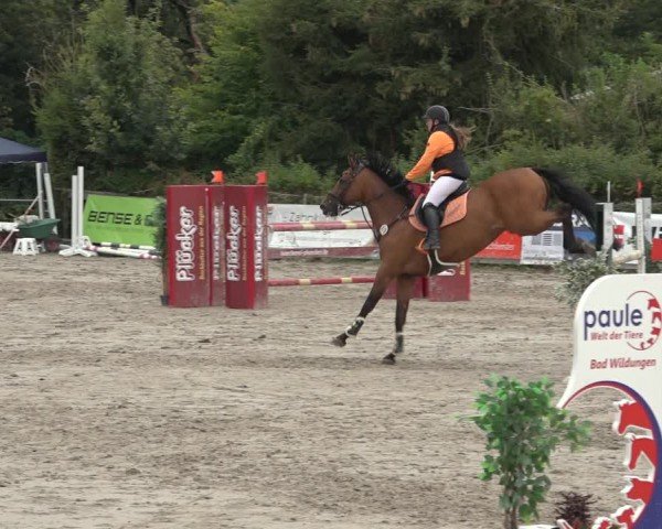 Reitturnier Bad Wildungen 2024