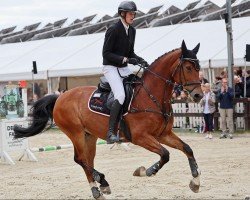 Springpferd Insallah XI S (KWPN (Niederländisches Warmblut), 2013, von Zambesi TN)