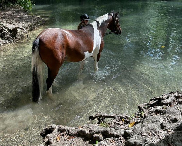 Springpferd Letbany Holly (Connemara-Pony, 2010, von Unbekannt Pony)