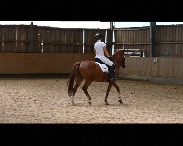 horse Der McDreamy (German Riding Pony, 2016, from Steendiek's FS Dali)
