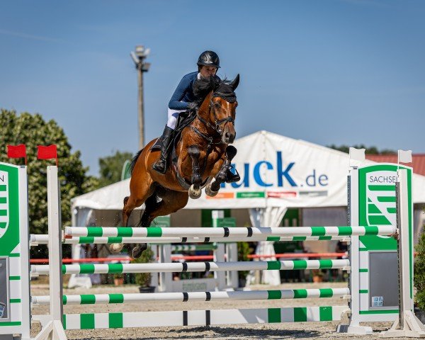 jumper Oriental VDL (KWPN (Royal Dutch Sporthorse), 2019, from Inaico)