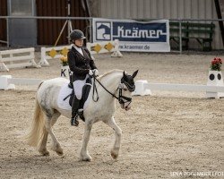 dressage horse Blue Bell 8 (Tinker / Irish Cob / Gypsy Vanner, 2012)