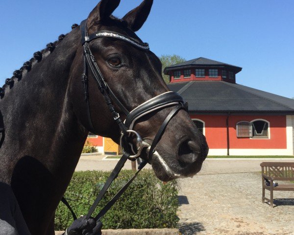 dressage horse Jazzo Hojris (Anglo-Arabs, 2011, from Jazz) dressage horse Jazzo Hojris (Anglo-Arabs, 2011, from Jazz)