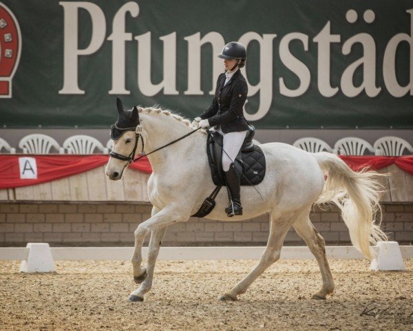dressage horse Coco Lu (Oldenburg, 2009, from Cassini II)