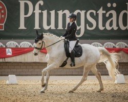 dressage horse Coco Lu (Oldenburg, 2009, from Cassini II)