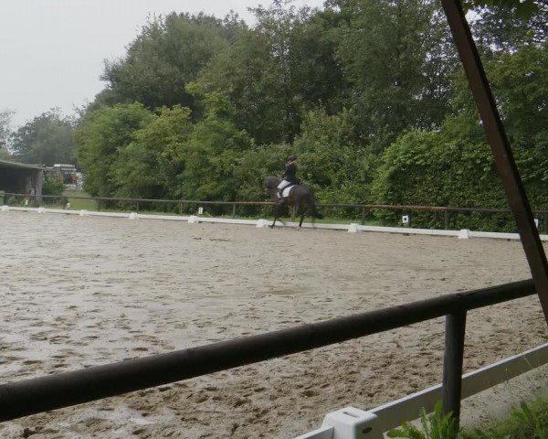 Reitturnier Marienheide-Kempershöhe 2024