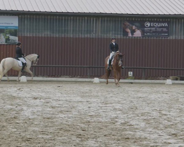 Reitturnier Marienheide-Kempershöhe 2024
