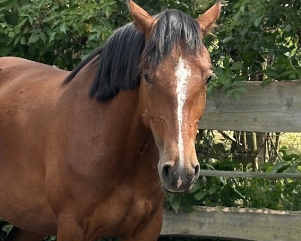 Pferd Quaterback's Junior Mimi (Deutsches Sportpferd, 2021, von Quaterback's Junior)