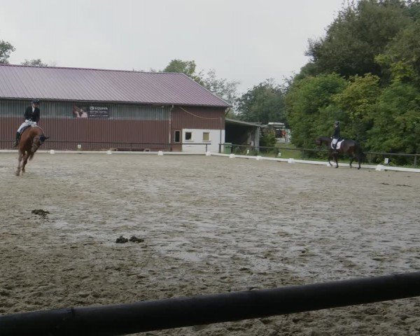 Reitturnier Marienheide-Kempershöhe 2024