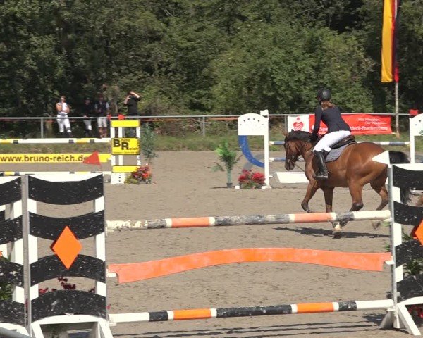 Reitturnier Bad Wildungen 2024