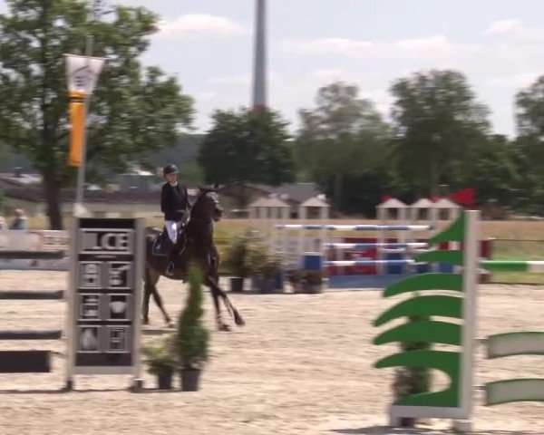Reitturnier Rot am See Musdorf 2024