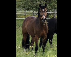 jumper Picolino 42 (German Riding Pony, 2015, from FS Chambertin)