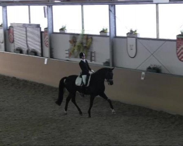 Ravensberger Pferdetage 2013