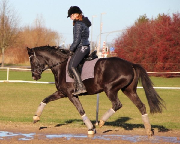 broodmare Ma Lene (Trakehner, 2011, from Donaustolz)