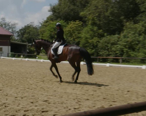 Reitturnier Marienheide-Kempershöhe 2024