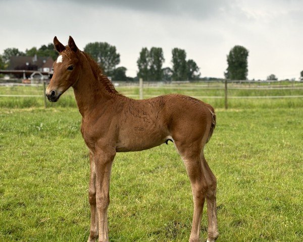 horse Belle Rouge (Oldenburg, 2024, from Red Viper)
