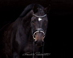 jumper Dark Chocolate 28 (Hanoverian, 2010, from Dancier)