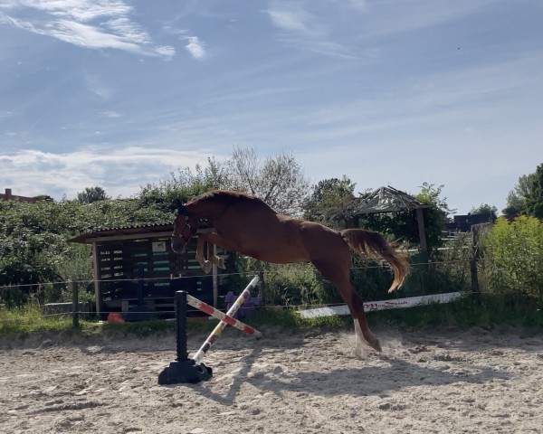horse Tino (Oldenburg show jumper, 2020, from Comme il Faut)