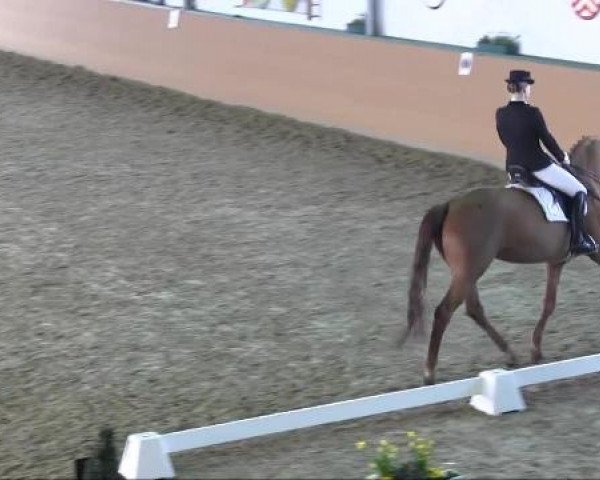 Ravensberger Pferdetage 2013