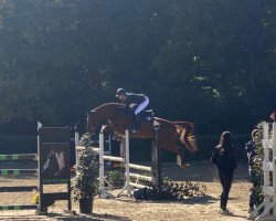jumper Patty Peanut (Hanoverian, 2014, from Perigueux)
