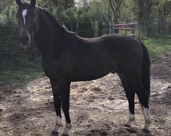 horse Famous Fallada II (Oldenburg, 2022, from Fidelity)