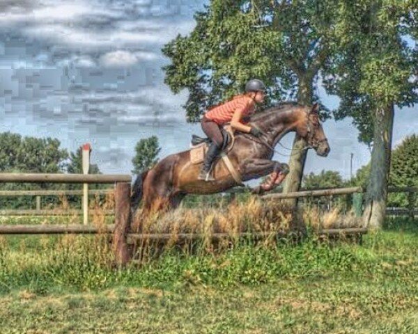 broodmare Stokbroens Diana (Danish Warmblood, 2004, from Lorentin II)