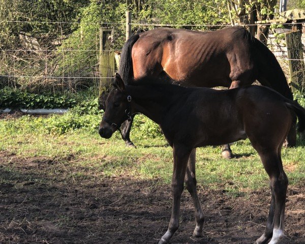 horse Hengst von D’Egalite / Harvard (Oldenburg, 2023, from D'Egalite)