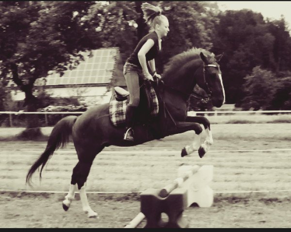 dressage horse Bolero (German Riding Pony, 1994, from Bavarottie)