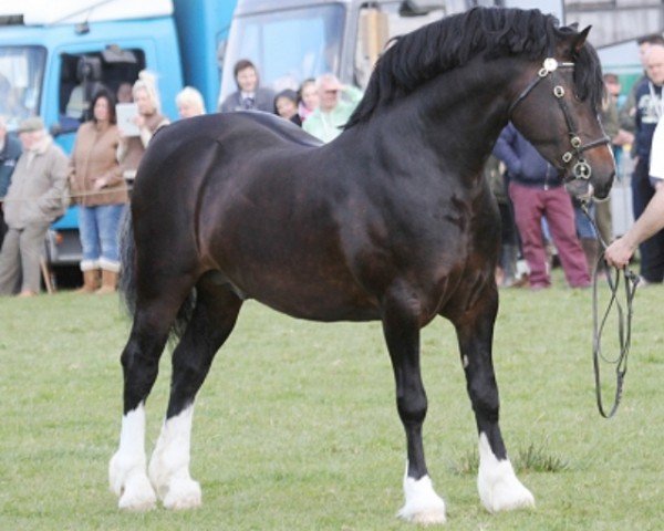 horse Fronarth Solomon (Welsh-Cob (Sek. D), 2007, from Blaengwen Brenin) horse Fronarth Solomon (Welsh-Cob (Sek. D), 2007, from Blaengwen Brenin)