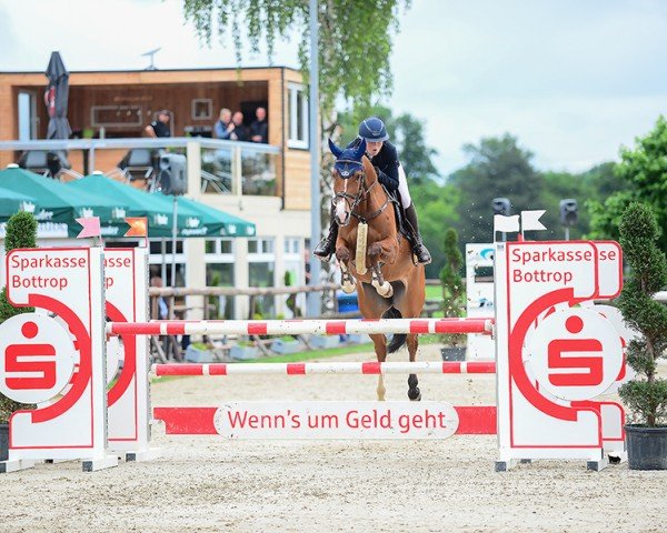Springpferd All music's Lady (Westfale, 2019, von All Music)