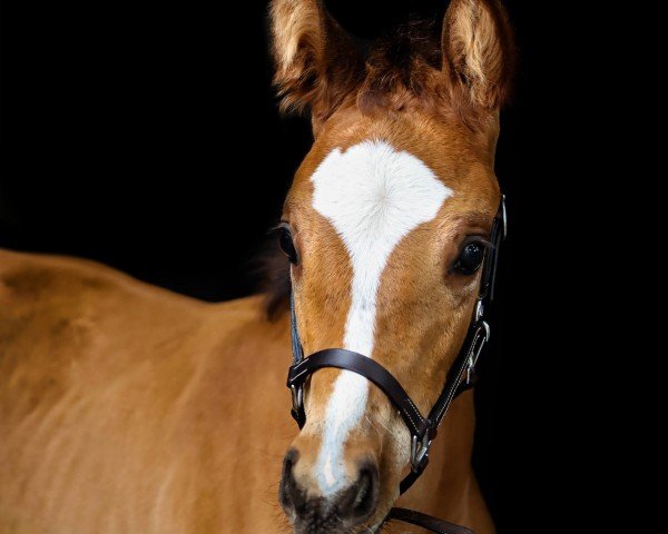 Pferd Ursel (Hannoveraner, 2024, von Untouched Lb)