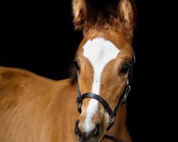 Pferd Ursel (Hannoveraner, 2024, von Untouched Lb)