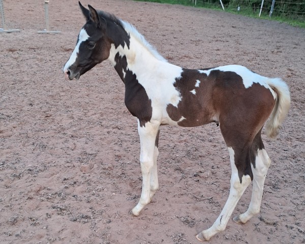broodmare Rub Amandine (German Warmblood, 2023, from Cnaller VEC)