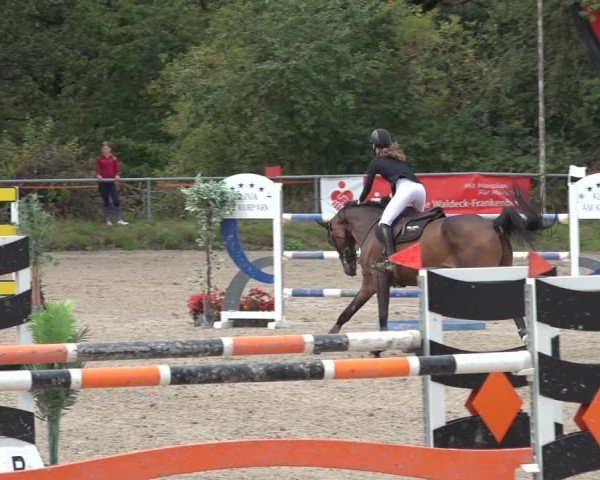 Reitturnier Bad Wildungen 2024
