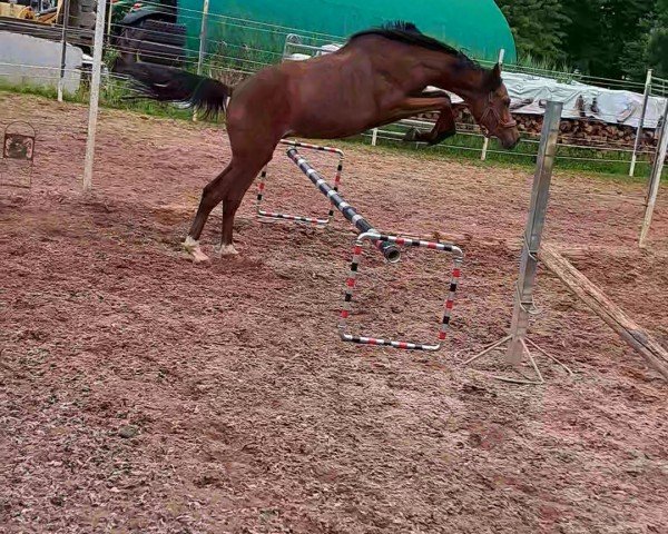 Pferd Rub Casstinue (Deutsches Reitpferd, 2021, von Casselot)
