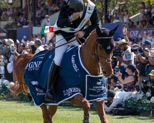 broodmare Luna van't Ruytershof Z (Zangersheide riding horse, 2012, from Levisto Z)