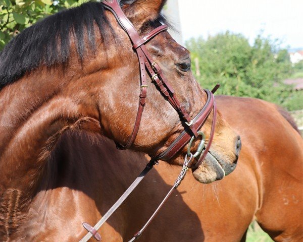 horse Louisiana 114 (Württemberger, 2001, from Lanthano)