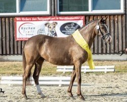 broodmare Cantana 33 (German Riding Pony, 2018, from High Flow's Oxford)