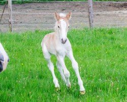horse Weltraum VR (Haflinger, 2024, from Winterball)