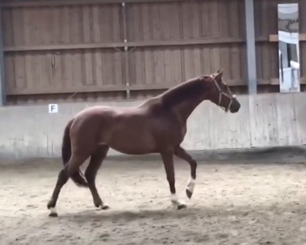 Zuchtstute LK Danica (Württemberger, 2021, von Glock's Dream Boy)