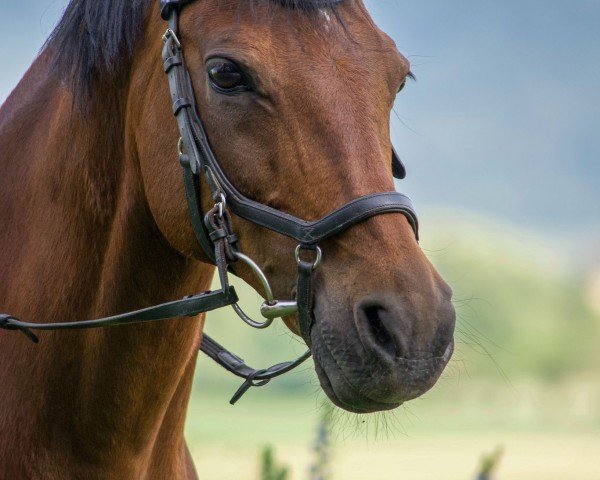 Dressurpferd Hernando 4 (Deutsches Reitpony, 2006, von Hakuna Matata)