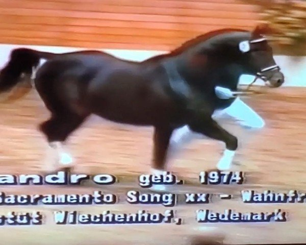 stallion Sandro (Holsteiner, 1974, from Sacramento Song xx) stallion Sandro (Holsteiner, 1974, from Sacramento Song xx)