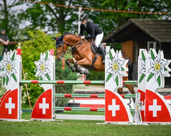jumper Luttenbergs Sent (KWPN (Royal Dutch Sporthorse), 2016, from Golddigger)