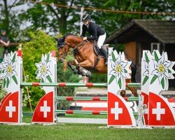 jumper Luttenbergs Sent (KWPN (Royal Dutch Sporthorse), 2016, from Golddigger)